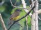 Black-throated Shrike-Tanager (Lanio aurantius) 