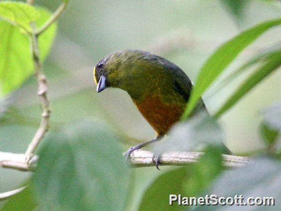 Olive-backed Euphonia (Euphonia gouldi) 