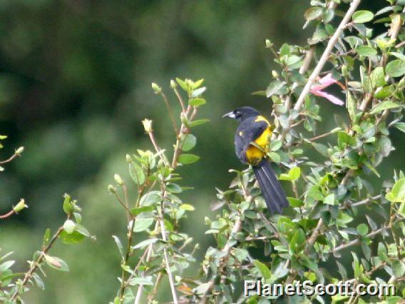 Black-cowled Oriole (Icterus dominicensis) 