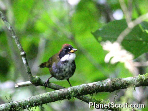 Chestnut-capped Brush-Finch (Atlapetes brunneinucha) 