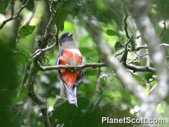 Collared Trogon (Trogon collaris) Female