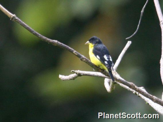 Lesser Goldfinch (Carduelis psaltria) Male Mexico