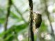 Scaly-throated Foliage-gleaner (Anabacerthia variegaticeps) 