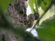 Buff-throated Foliage-gleaner (Automolus ochrolaemus) 