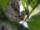 Tawny-winged Woodcreeper (Dendrocincla anabatina) 