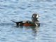 Harlequin Duck (Histrionicus histrionicus) Male - Herons Head Park
