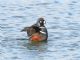 Harlequin Duck (Histrionicus histrionicus) Male Herons Head Park