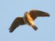 American Kestrel (Falco sparverius) 