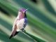 Annas Hummingbird (Calypte anna) Male Breeding