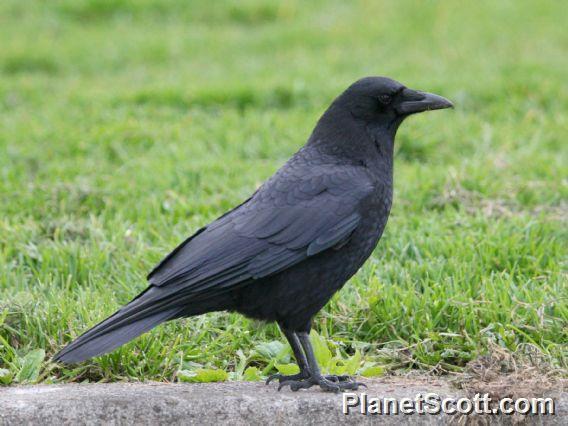 American Crow (Corvus brachyrhynchos) 