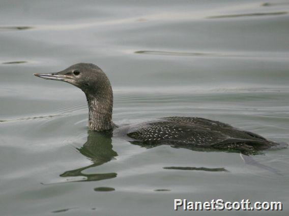 Red-throated Loon (Gavia stellata) 