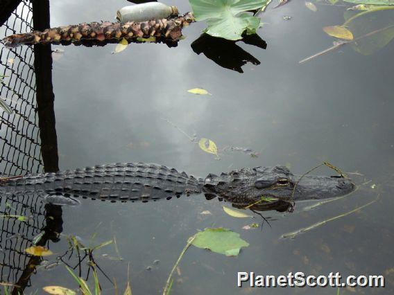 American Alligator (Alligator mississippiensis) Photo by Paul Carr