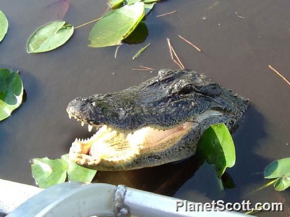 American Alligator (Alligator mississippiensis) Photo by Paul Carr