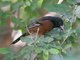 Orchard Oriole (Icterus spurius) 