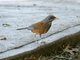 Rufous-backed Thrush (Turdus rufopalliatus) 