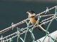 White-collared Seedeater (Sporophila torqueola) Male