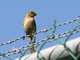 White-collared Seedeater (Sporophila torqueola) Female