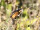 White-collared Seedeater (Sporophila torqueola) Male Feeding