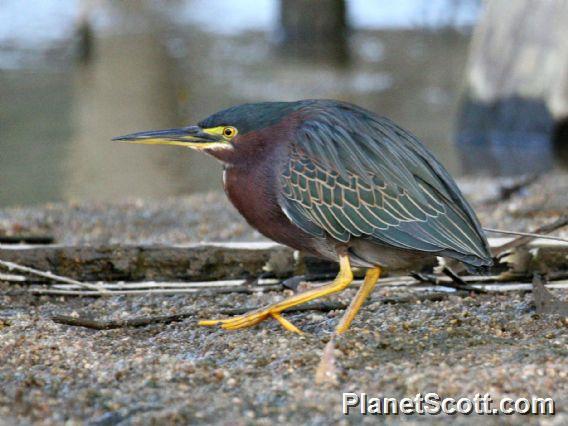 Green Heron (Butorides virescens) 