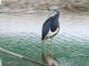 Tricolored Heron (Egretta tricolor) 