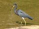 Tricolored Heron (Egretta tricolor) 