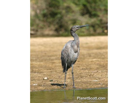 Reddish Egret (Egretta rufescens) Juvenile