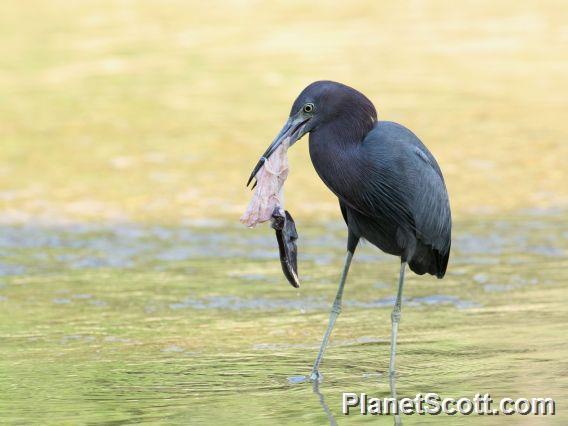 Little Blue Heron (Egretta caerulea) 