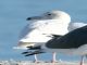 Glaucous Gull (Larus hyperboreus) 1st Winter