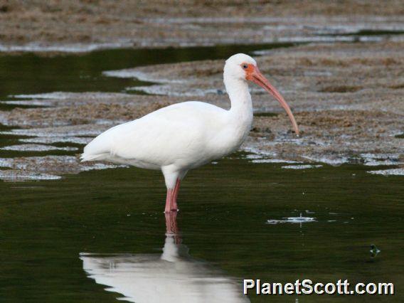 White Ibis (Eudocimus albus) 