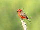Vermilion Flycatcher (Pyrocephalus rubinus) Male