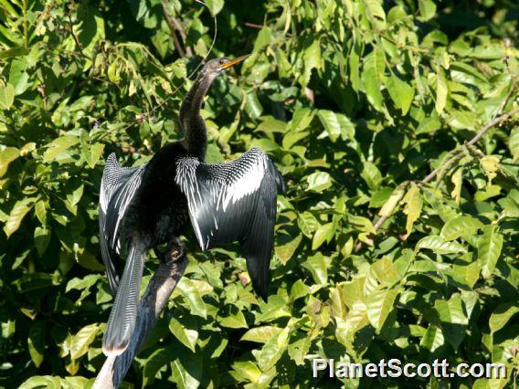 Anhinga (Anhinga anhinga) 