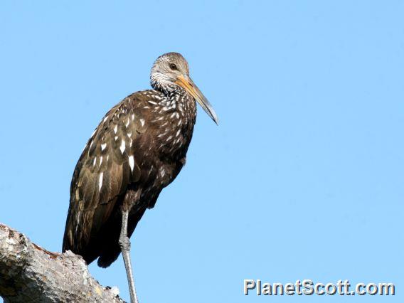 Limpkin (Aramus guarauna) 