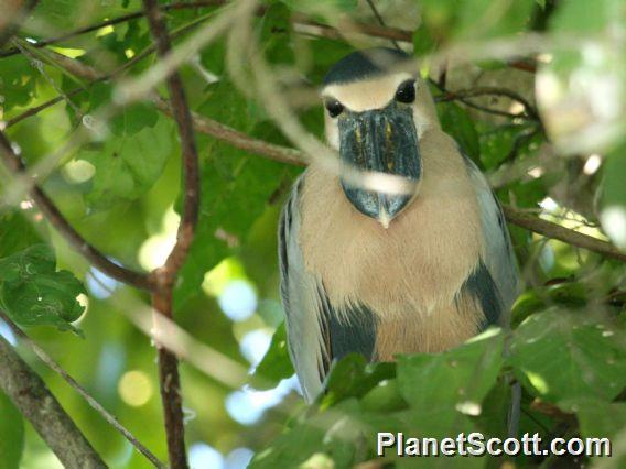 Boat-billed Heron (Cochlearius cochlearia) 
