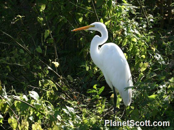 Great Egret (Casmerodius albus) 