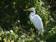 Great Egret (Casmerodius albus) 