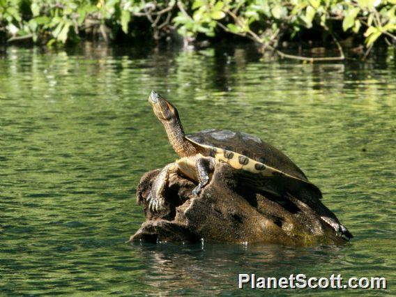 Ornate Slider (Trachemys ornata) 