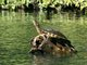 Painted Turtle (Chrysemys picta) 