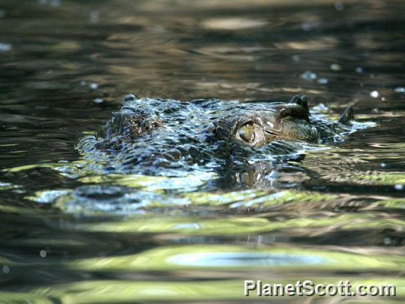 American Crocodile (Crocodylus acutus) 