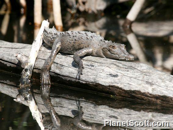 American Crocodile (Crocodylus acutus) 