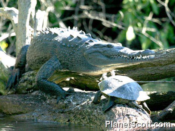 American Crocodile (Crocodylus acutus) 