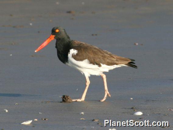 American Oystercatcher (Haematopus palliatus) 