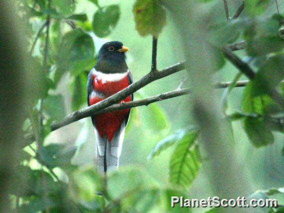 Elegant Trogon (Trogon elegans) Male