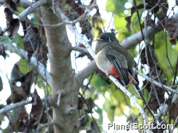 Elegant Trogon (Trogon elegans) Female