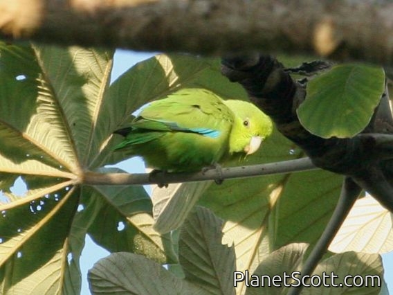 Mexican Parrotlet (Forpus cyanopygius)