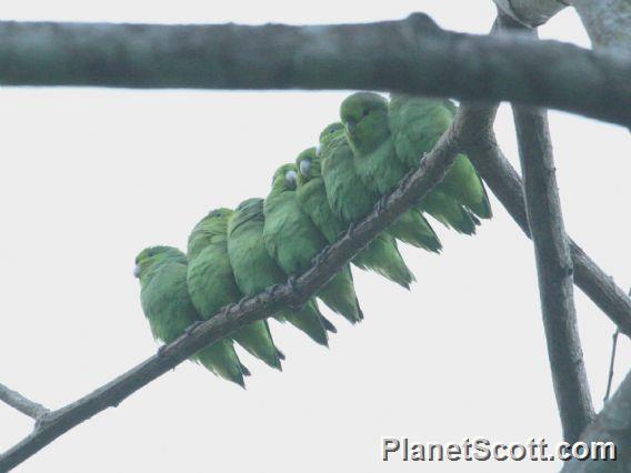 Mexican Parrotlet (Forpus cyanopygius) 