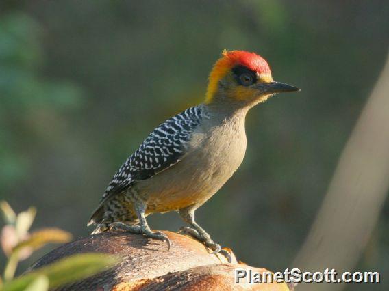 Golden-cheeked Woodpecker (Melanerpes chrysogenys) Male