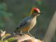 Golden-cheeked Woodpecker (Melanerpes chrysogenys) Male