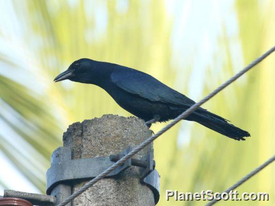 Sinaloa Crow (Corvus sinaloae)