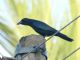 Sinaloa Crow (Corvus sinaloae) 