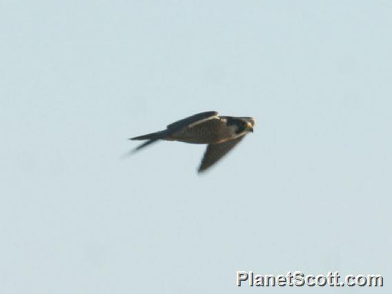 Peregrine Falcon (Falco peregrinus) 